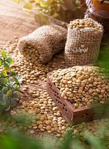 عدس کانادا